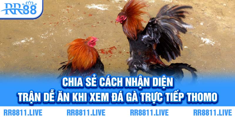 Chia sẻ cách nhận diện trận dễ ăn khi xem đá gà trực tiếp Thomo