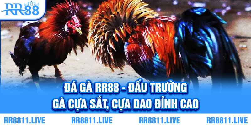 Đá gà RR88 - Đấu trường gà cựa sắt, cựa dao đỉnh cao