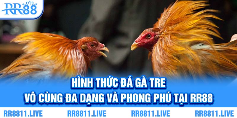 Hình thức đá gà tre vô cùng đa dạng và phong phú tại RR88