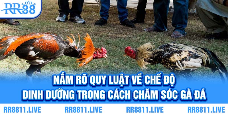 Nắm rõ quy luật về chế độ dinh dưỡng trong cách chăm sóc gà đá